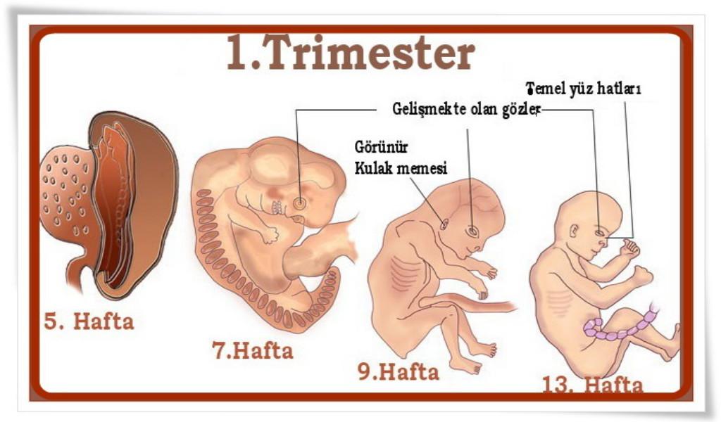 anne karnında bebek gelişimi-1.trimester