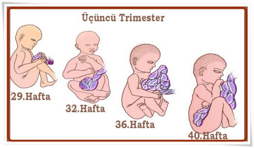 anne karnında bebek gelişimi-3.trimester
